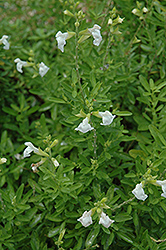 Navajo White Autumn Sage (Salvia greggii 'Navajo White') at A Very Successful Garden Center