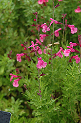 Navajo Pink Autumn Sage (Salvia greggii 'Navajo Pink') at A Very Successful Garden Center