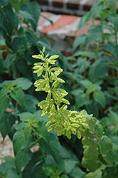 Limelight Mexican Sage (Salvia mexicana 'Limelight') at Lakeshore Garden Centres
