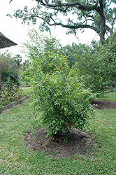 Pomegranate (Punica granatum) at A Very Successful Garden Center