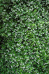 Confederate Star-Jasmine (Trachelospermum jasminoides) at Stonegate Gardens