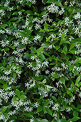Confederate Star-Jasmine (Trachelospermum jasminoides) at A Very Successful Garden Center