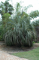 Jelly Palm (Butia capitata) at Stonegate Gardens