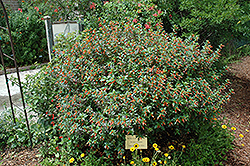 Firecracker Plant (Cuphea ignea) at A Very Successful Garden Center