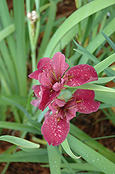News Brief Iris (Iris 'News Brief') at A Very Successful Garden Center