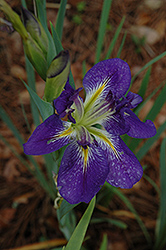 Flare Out Iris (Iris 'Flare Out') at A Very Successful Garden Center