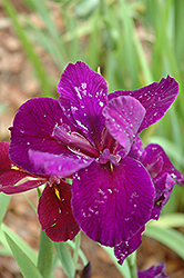 Jeri Iris (Iris 'Jeri') at Lakeshore Garden Centres