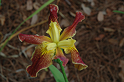 Cajun Sunrise Iris (Iris 'Cajun Sunrise') at A Very Successful Garden Center