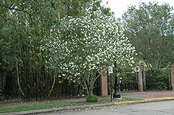 White Oleander (Nerium oleander 'Alba') at A Very Successful Garden Center