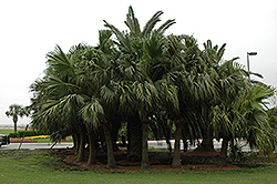 Chinese Fan Palm (Livistona chinensis) at Lakeshore Garden Centres