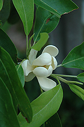 Sweetbay Magnolia (Magnolia virginiana) at Stonegate Gardens