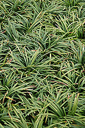 Dwarf Mondo Grass (Ophiopogon japonicus 'Nanus') at A Very Successful Garden Center