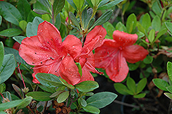 Amagasa Azalea (Rhododendron 'Amagasa') at A Very Successful Garden Center