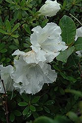 Gumpo White Azalea (Rhododendron 'Gumpo White') at A Very Successful Garden Center