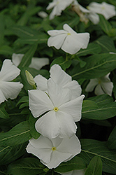 Mediterranean XP White Vinca (Catharanthus roseus 'PAS553555') at A Very Successful Garden Center