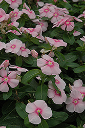 Titan Icy Pink Vinca (Catharanthus roseus 'Titan Icy Pink') at A Very Successful Garden Center