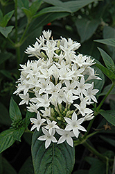 Polaris Star Flower (Pentas lanceolata 'Polaris') at A Very Successful Garden Center