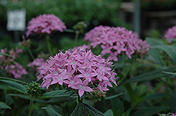 Orchid Illusion Star Flower (Pentas lanceolata 'Orchid Illusion') at A Very Successful Garden Center