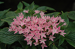 New Look Pink Star Flower (Pentas lanceolata 'New Look Pink') at Lakeshore Garden Centres