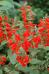 Lady In Red Sage (Salvia coccinea 'Lady In Red') at Lakeshore Garden Centres
