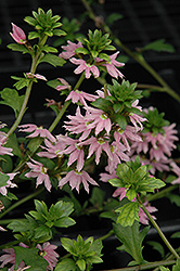 Bombay Pink Fan Flower (Scaevola aemula 'Bombay Pink') at A Very Successful Garden Center