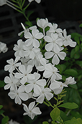 White Plumbago (Plumbago auriculata 'Alba') at A Very Successful Garden Center