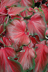 Red Frill Caladium (Caladium 'Red Frill') at A Very Successful Garden Center