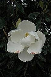 Teddy Bear Magnolia (Magnolia grandiflora 'Southern Charm') at Stonegate Gardens