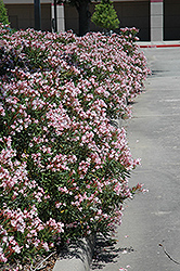 Petite Pink Oleander (Nerium oleander 'Petite Pink') at Lakeshore Garden Centres