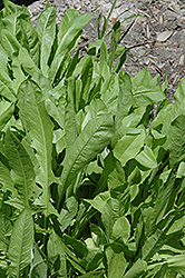 Chicory (Cichorium intybus) at Stonegate Gardens
