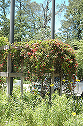 Cross Vine (Bignonia capreolata) at A Very Successful Garden Center