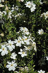Daisy Gardenia (Gardenia augusta 'Daisy') at A Very Successful Garden Center