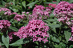 Butterfly Lavender Star Flower (Pentas lanceolata 'Butterfly Lavender') at A Very Successful Garden Center