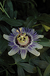 Incense Passion Flower (Passiflora 'Incense') at Stonegate Gardens