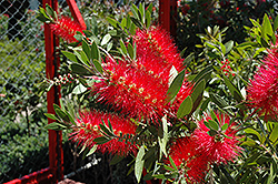 Crimson Bottlebrush (Callistemon lanceolata) at A Very Successful Garden Center