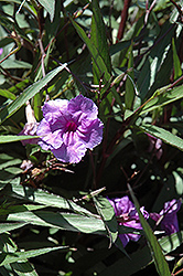 Purple Showers Mexican Petunia (Ruellia brittoniana 'Purple Showers') at A Very Successful Garden Center