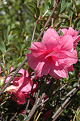 Pink Macrantha Azalea (Rhododendron 'Pink Macrantha') at Stonegate Gardens