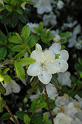 Pleasant White Azalea (Rhododendron 'Pleasant White') at Stonegate Gardens