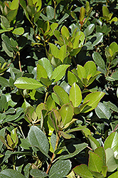 Clara Indian Hawthorn (Rhaphiolepis indica 'Clara') at A Very Successful Garden Center