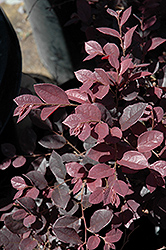 Chang's Ruby Chinese Fringeflower (Loropetalum chinense 'Chang's Ruby') at A Very Successful Garden Center
