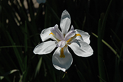 Butterfly African Iris (Dietes iridioides 'Butterfly') at A Very Successful Garden Center