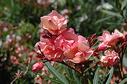 Mrs. Roeding Oleander (Nerium oleander 'Mrs. Roeding') at A Very Successful Garden Center