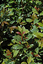 Surinam Cherry (Eugenia uniflora) at Stonegate Gardens