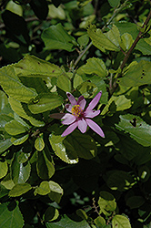 Lavender Star Flower (Grewia caffra) at A Very Successful Garden Center