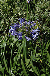 Midknight Blue Agapanthus (Agapanthus 'Monmid') at A Very Successful Garden Center