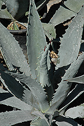 Century Plant (Agave americana) at A Very Successful Garden Center