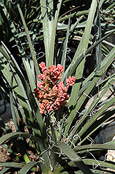 Spanish Dagger (Yucca gloriosa) at A Very Successful Garden Center