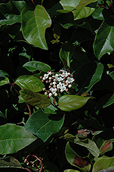 Japanese Viburnum (Viburnum japonicum) at Lakeshore Garden Centres