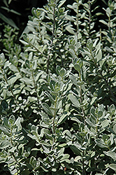 Compact Texas Sage (Leucophyllum frutescens 'Compacta') at Lakeshore Garden Centres