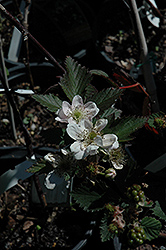Navaho Thornless Blackberry (Rubus 'Navaho') at A Very Successful Garden Center